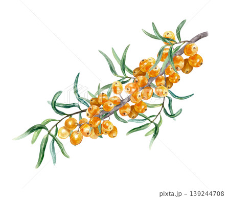 Lush sea buckthorn branch. Hand drawn watercolor botanical illustration of this juicy, healthy berry, isolated. Suitable for food labeling of jams, teas and cosmetics. Lush sea buckthorn branch. Hand drawn watercolor botanical illustration of this juicy, healthy berry, isolated. Suitable for food labeling of jams, teas and cosmetics. 139244708