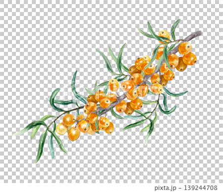 Lush sea buckthorn branch. Hand drawn watercolor botanical illustration of this juicy, healthy berry, isolated. Suitable for food labeling of jams, teas and cosmetics. Lush sea buckthorn branch. Hand drawn watercolor botanical illustration of this juicy, healthy berry, isolated. Suitable for food labeling of jams, teas and cosmetics. 139244708