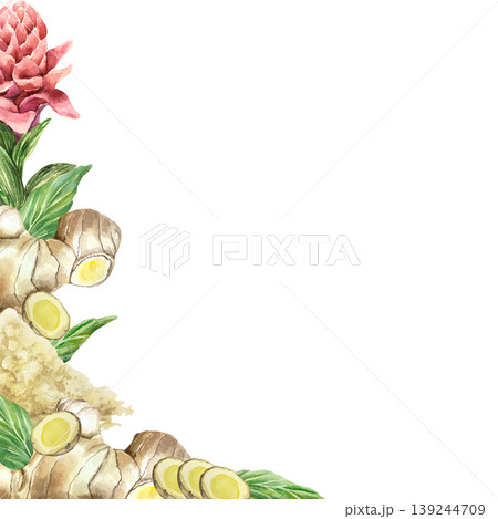 Ginger root, pink flower, dried powder and green leaves - frame for text. Hand drawn botanical watercolor illustration, isolated. Spicy plant for food label design, natural cosmetics and medicine. Ginger root, pink flower, dried powder and green leaves - frame for text. Hand drawn botanical watercolor illustration, isolated. Spicy plant for food label design, natural cosmetics and medicine. 139244709