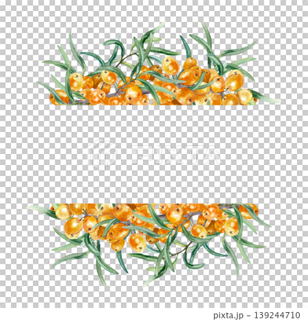 Sea buckthorn berries template for text insertion. Hand drawn watercolor botanical illustration of healthy berry, isolated. Suitable for food labels, tea, oil and cosmetics. Sea buckthorn berries template for text insertion. Hand drawn watercolor botanical illustration of healthy berry, isolated. Suitable for food labels, tea, oil and cosmetics. 139244710