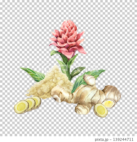 Ginger root, dried powder, pink flower and green leaves. Hand drawn watercolor botanical illustration, isolated. Spice herb for food label design, natural cosmetics and medicine. Ginger root, dried powder, pink flower and green leaves. Hand drawn watercolor botanical illustration, isolated. Spice herb for food label design, natural cosmetics and medicine. 139244711