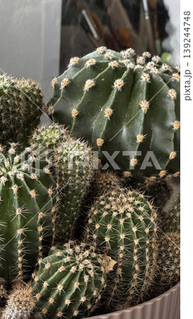 Lush Green Cacti Arrangement in Modern Pot Lush Green Cacti Arrangement in Modern Pot 139244748