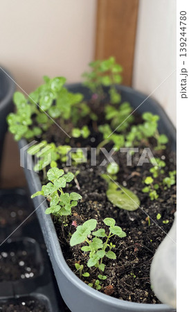 Lush Green Herb Garden in a Container with Fresh Sprouts 139244780