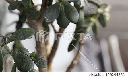 Lush Green Leaves of a Potted Plant in Modern Interior Decor Lush Green Leaves of a Potted Plant in Modern Interior Decor 139244783
