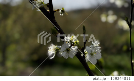 Beautiful Cherry Blossom Branch in Springtime Sunlight 139244811