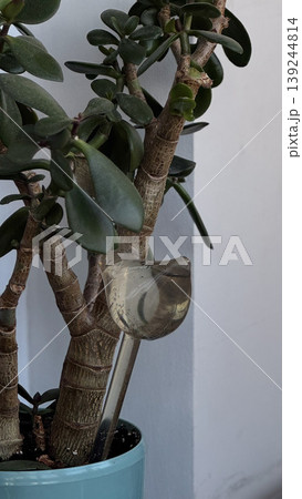 Unique Plant Watering Tool in a Modern Potted Succulent Unique Plant Watering Tool in a Modern Potted Succulent 139244814