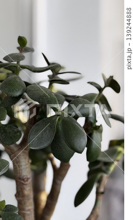 Lush Green Succulent Plant in Bright Indoor Setting Lush Green Succulent Plant in Bright Indoor Setting 139244888