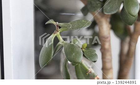 Lush Green Succulent Plant Close-Up for Home Decor Lush Green Succulent Plant Close-Up for Home Decor 139244891