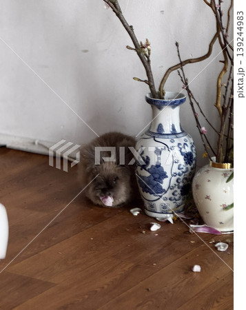 Adorable Rabbit Playing Among Decorative Vases in Cozy Home 139244983