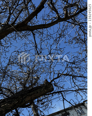 Intricate Tree Branches Against a Clear Blue Sky Intricate Tree Branches Against a Clear Blue Sky 139245025