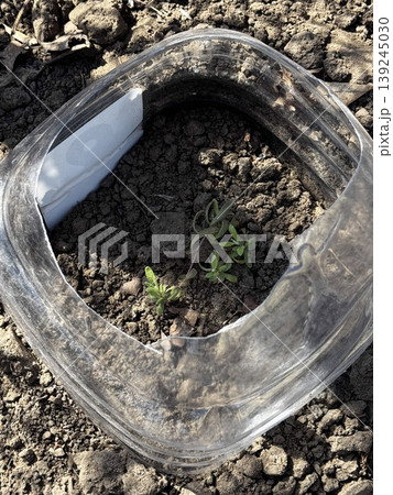Sustainable Gardening Protecting Seedlings with a Plastic Cover Sustainable Gardening Protecting Seedlings with a Plastic Cover 139245030