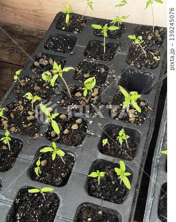 Fresh Seedlings Growing in Seed Trays for Gardening Enthusiasts Fresh Seedlings Growing in Seed Trays for Gardening Enthusiasts 139245076