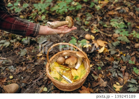Brown colored one is in hand. Close up view of man that is doing mushroom picking in the forest 139245189