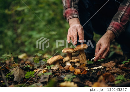White knife, slicing by using it. Close up view of man that is doing mushroom picking in the forest White knife, slicing by using it. Close up view of man that is doing mushroom picking in the forest 139245227