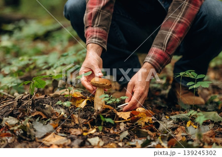 Slicing it by using knife. Close up view of man that is doing mushroom picking in the forest Slicing it by using knife. Close up view of man that is doing mushroom picking in the forest 139245302