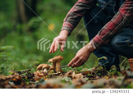 Bended down to cut. Close up view of man that is doing mushroom picking in the forest Bended down to cut. Close up view of man that is doing mushroom picking in the forest 139245331