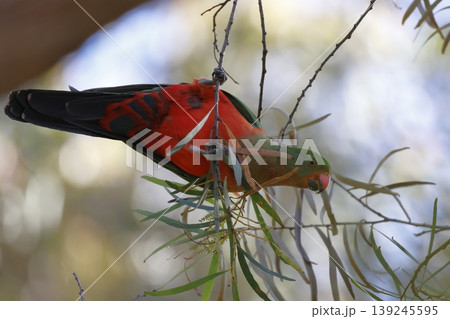 Australian king parrot. 139245595