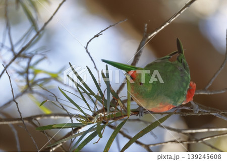 Australian king parrot. 139245608