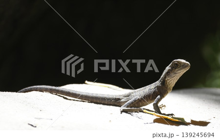Eastern water dragon. 139245694