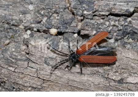 Net-winged beetle getting ready to fly. Net-winged beetle getting ready to fly. 139245709
