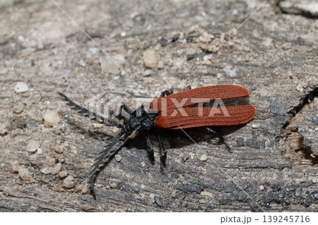 Net-winged beetle Porrostoma rhipidius. Net-winged beetle Porrostoma rhipidius. 139245716