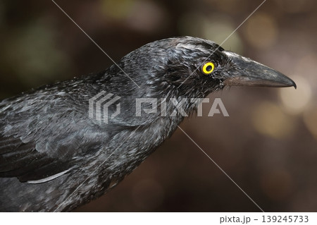 Pied currawong Strepera graculina. Pied currawong Strepera graculina. 139245733