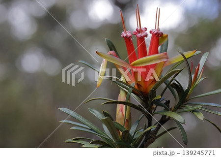 Flower of mountain devil. Flower of mountain devil. 139245771