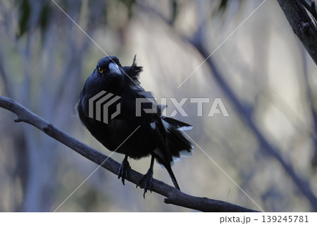Pied currawong Strepera graculina. Pied currawong Strepera graculina. 139245781
