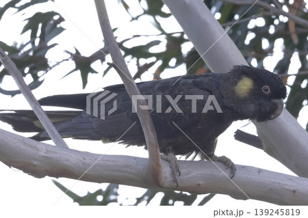 Yellow-tailed black cockatoo. 139245819