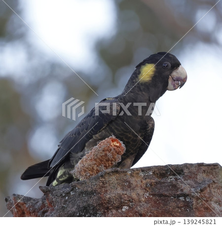 Yellow-tailed black cockatoo. 139245821