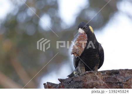 Yellow-tailed black cockatoo. 139245824
