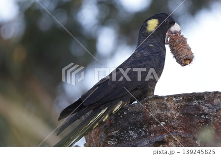 Yellow-tailed black cockatoo. Yellow-tailed black cockatoo. 139245825