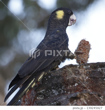 Yellow-tailed black cockatoo. 139245827