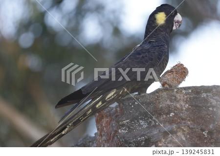 Yellow-tailed black cockatoo. 139245831