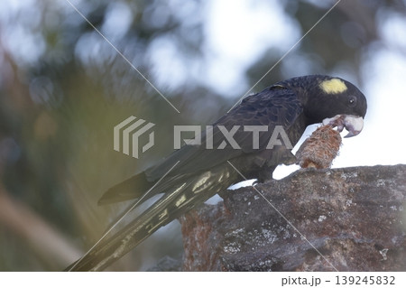 Yellow-tailed black cockatoo. 139245832