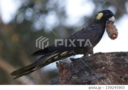 Yellow-tailed black cockatoo. 139245903