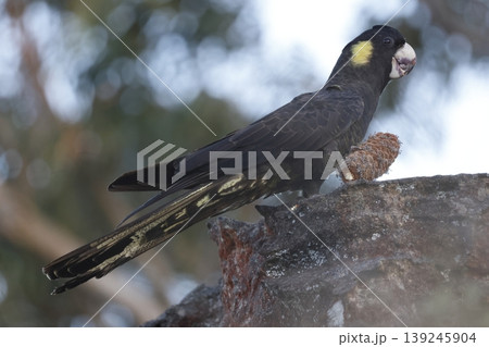 Yellow-tailed black cockatoo. 139245904