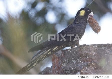 Yellow-tailed black cockatoo. Yellow-tailed black cockatoo. 139245906