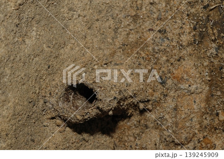 Nest of a carpenter ant. Nest of a carpenter ant. 139245909