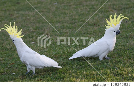 Greater sulphur-crested cockatoos. Greater sulphur-crested cockatoos. 139245925
