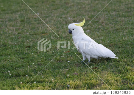Greater sulphur-crested cockatoo. Greater sulphur-crested cockatoo. 139245926