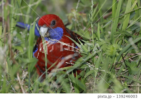 Crimson rosella feeding. Crimson rosella feeding. 139246003