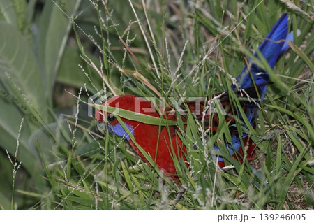 Crimson rosella feeding. Crimson rosella feeding. 139246005