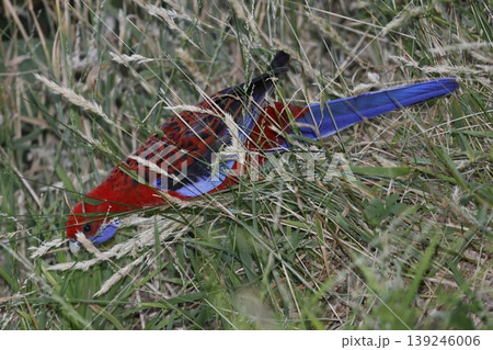 Crimson rosella feeding. Crimson rosella feeding. 139246006