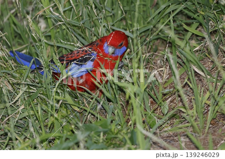 Crimson rosella feeding. Crimson rosella feeding. 139246029
