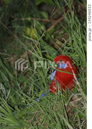 Crimson rosella feeding. 139246033