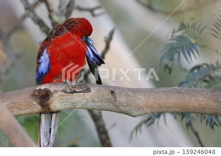 Crimson rosella preening. Crimson rosella preening. 139246048