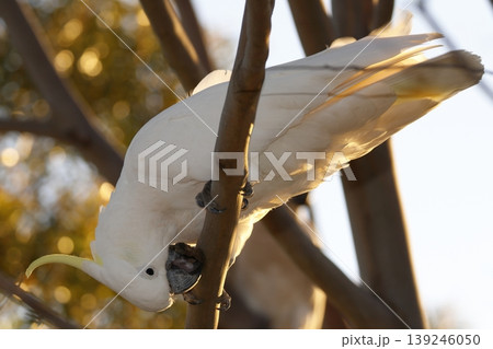 Greater sulphur-crested cockatoo. Greater sulphur-crested cockatoo. 139246050