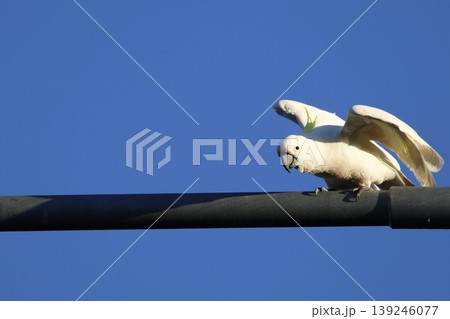 Greater sulphur-crested cockatoo. Greater sulphur-crested cockatoo. 139246077