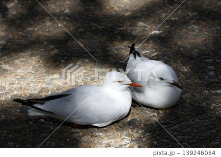 Silver gulls resting. Silver gulls resting. 139246084